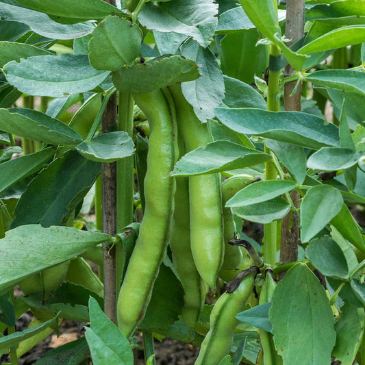 Broad Bean 'Luz de Otono'