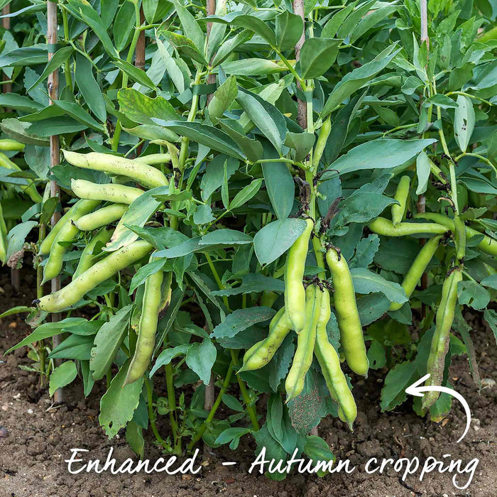 Broad Bean 'Luz de Otono'