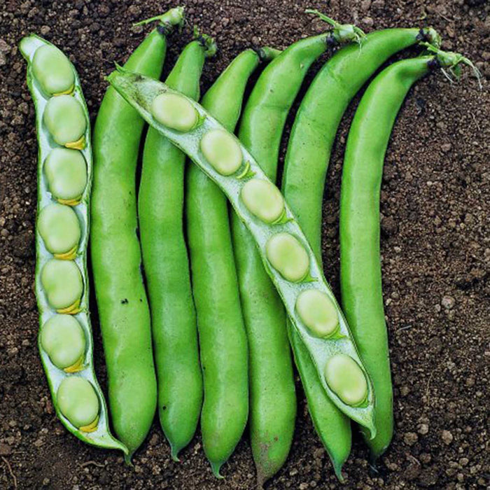 Broad Bean 'Luz de Otono'