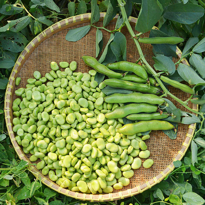 Broad Bean 'The Sutton'