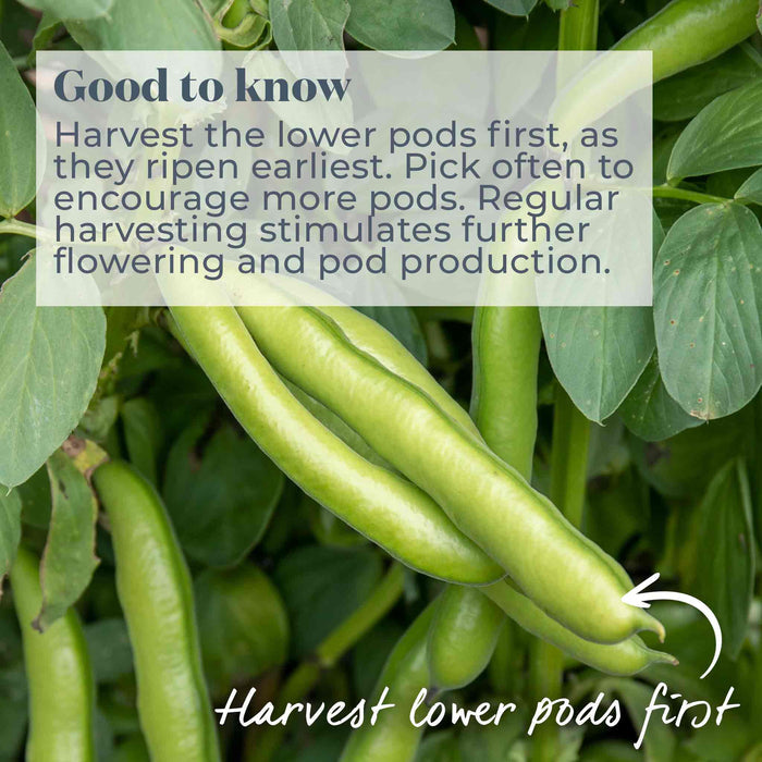 Broad Bean 'The Sutton'