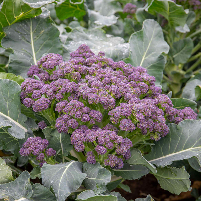Broccoli 'Extra Early Rudolph'