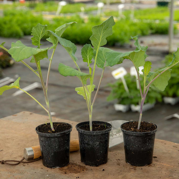 Three 9cm pots on wooden potting table containing brassica plants in nursery setting.
