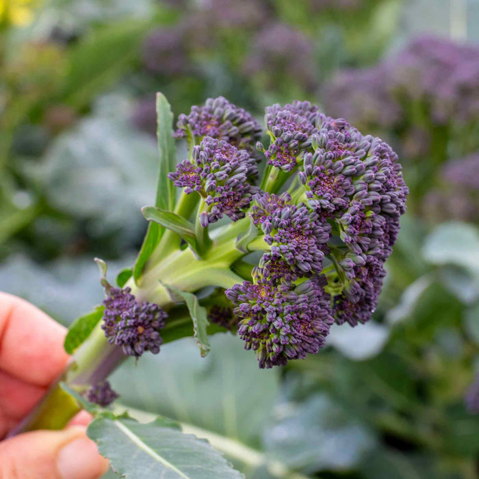 Broccoli 'Purple Sprouting'