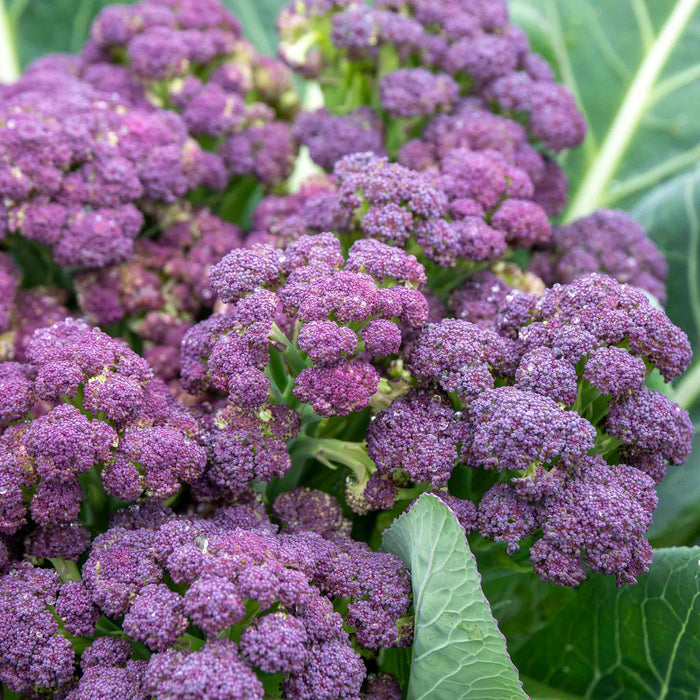 Vibrant heads of purple sprouting broccoli with green leaves.