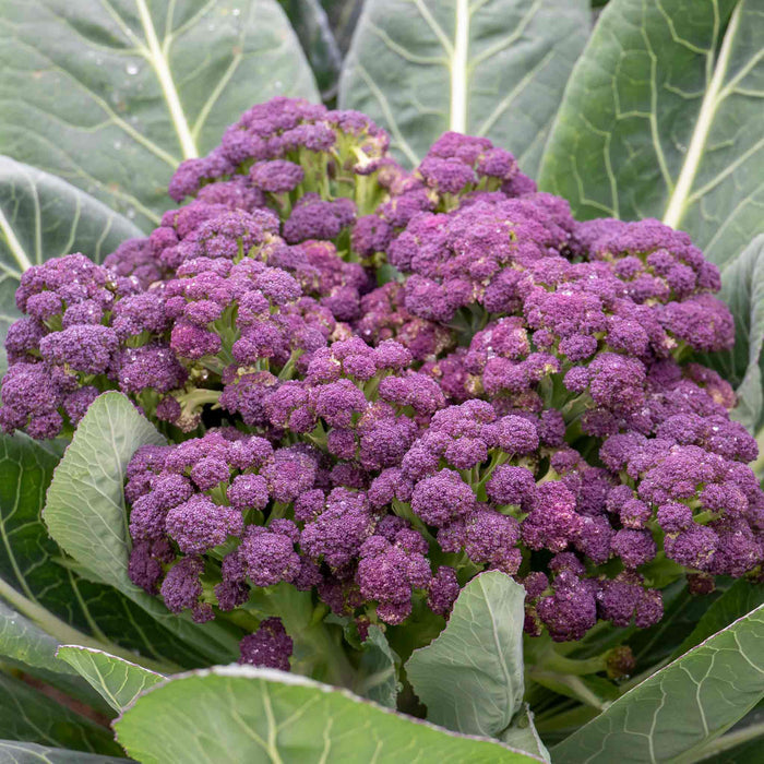 Full head of sprouting purple broccoli growing. Surrounded by the green outer leaves of the plant.