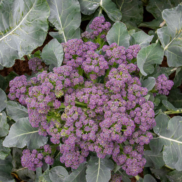 Broccoli 'Summer Purple'