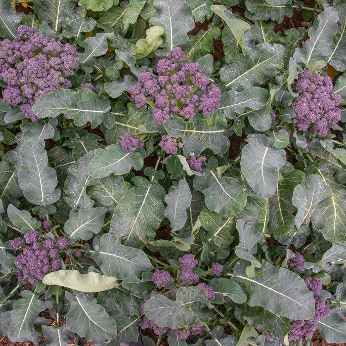 Broccoli 'Summer Purple'