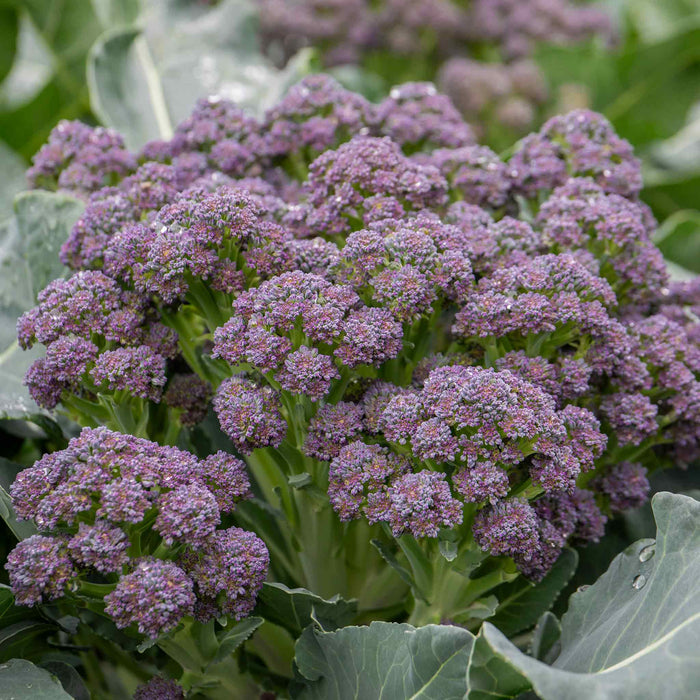 Broccoli 'Summer Purple'
