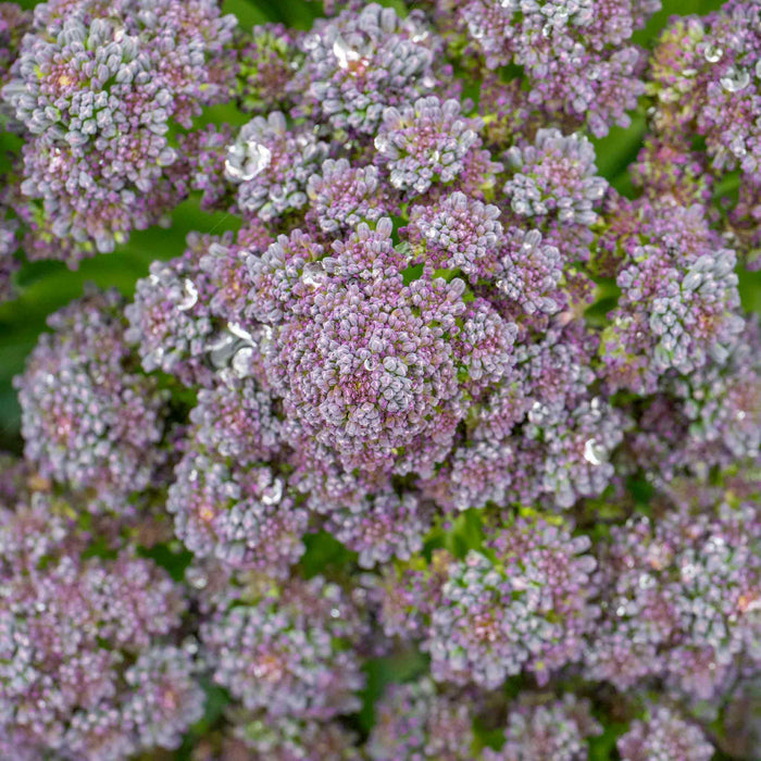 Broccoli 'Summer Purple'