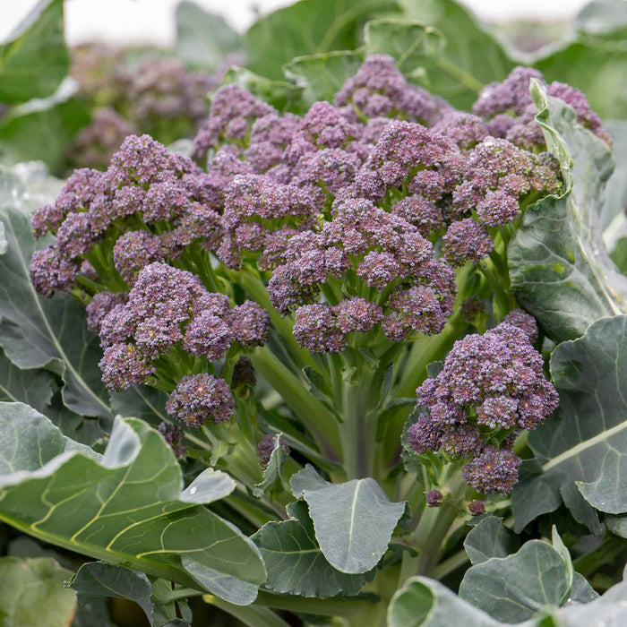 Broccoli 'Summer Purple'