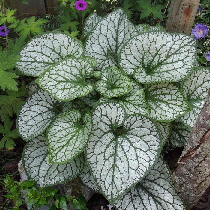 Brunnera Macrophylla 'Jack Frost'