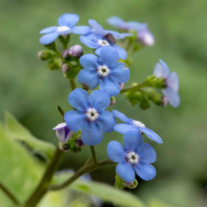 Brunnera Macrophylla 'Jack Frost'