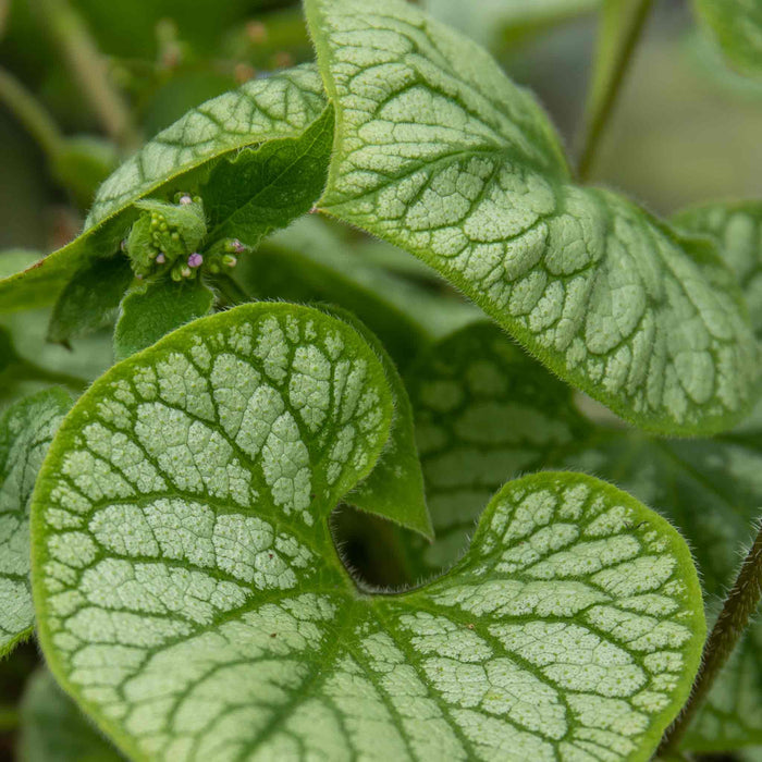 Brunnera Macrophylla 'Jack Frost'