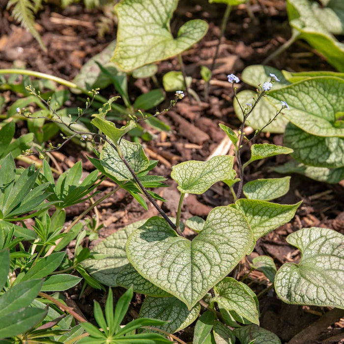 Brunnera Macrophylla 'Jack Frost'
