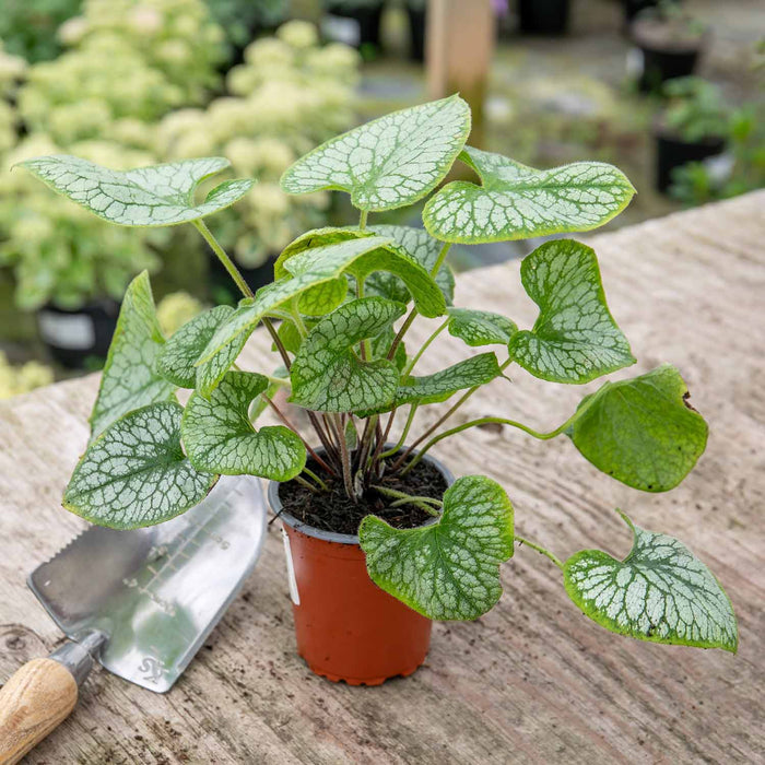 Brunnera Macrophylla 'Jack Frost'