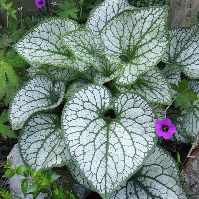 Brunnera Macrophylla 'Jack Frost'