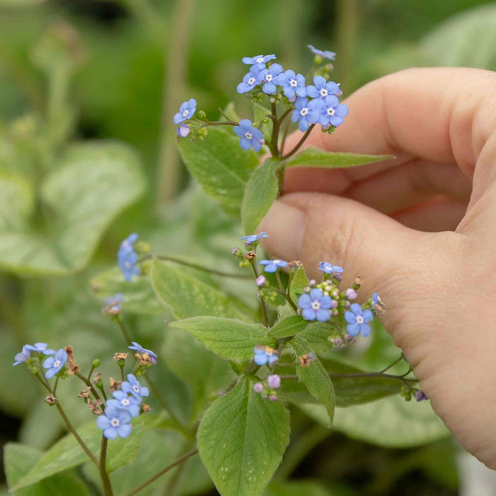 Brunnera Macrophylla 'Jack Frost'