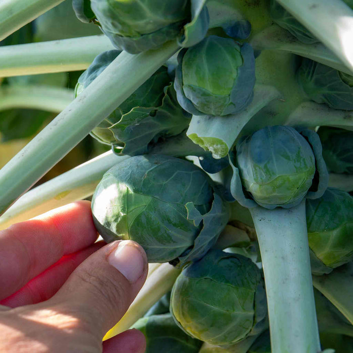 Brussels Sprout 'Clodius'