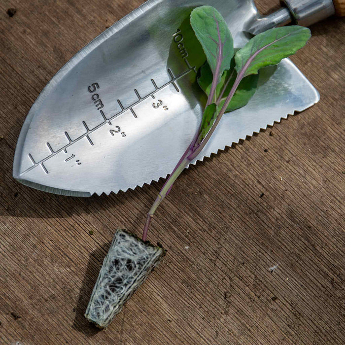 Brussels Sprout 'Clodius'