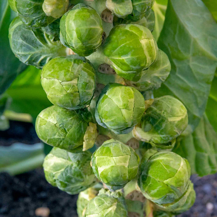 Brussels Sprout 'Crispus'