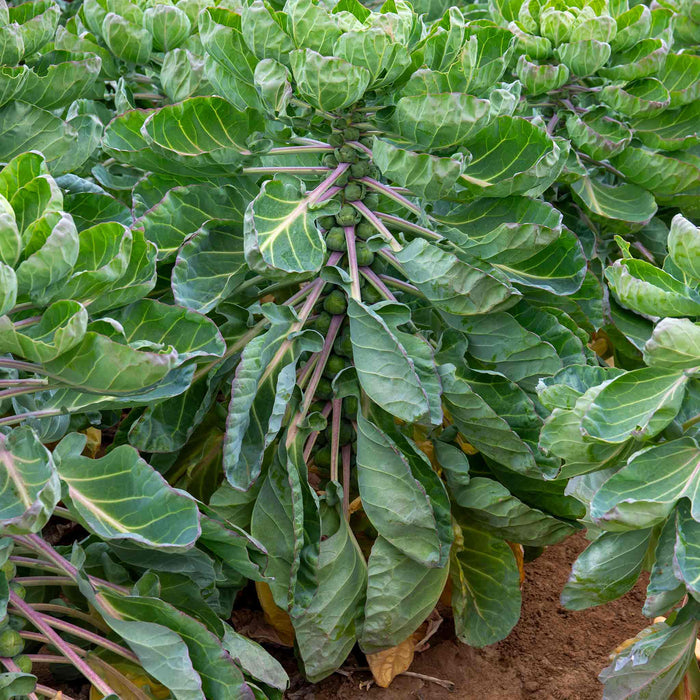 Brussels Sprout 'Crispus'