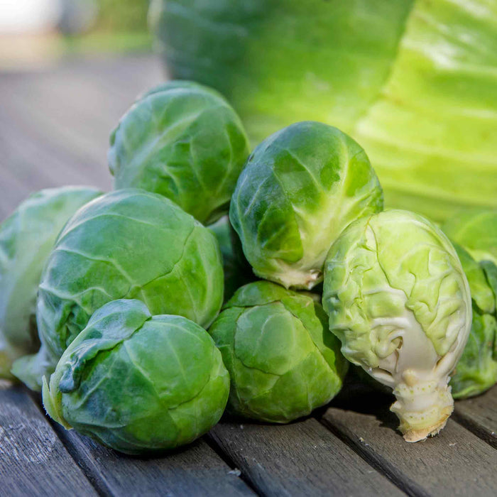 Brussels Sprout 'Trafalgar'