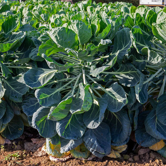 Brussels Sprout 'Trafalgar'