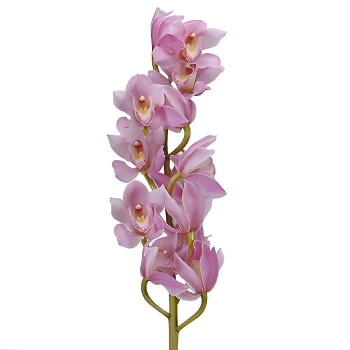 Bubble Gum Pink Bulk Cymbidium Orchids