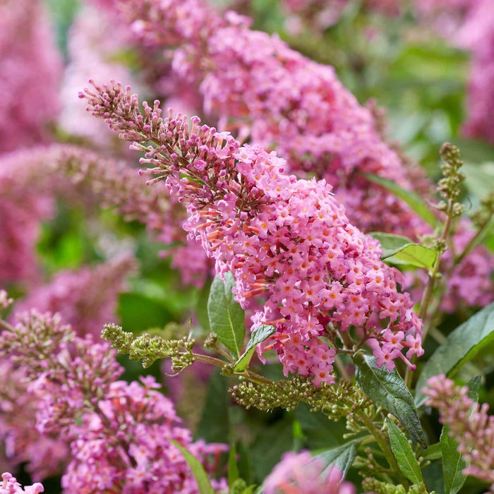 Buddleja 'Butterfly Candy Little Pink'