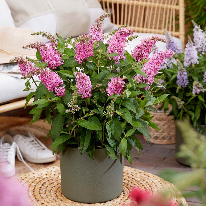 Buddleja 'Butterfly Candy Little Pink'