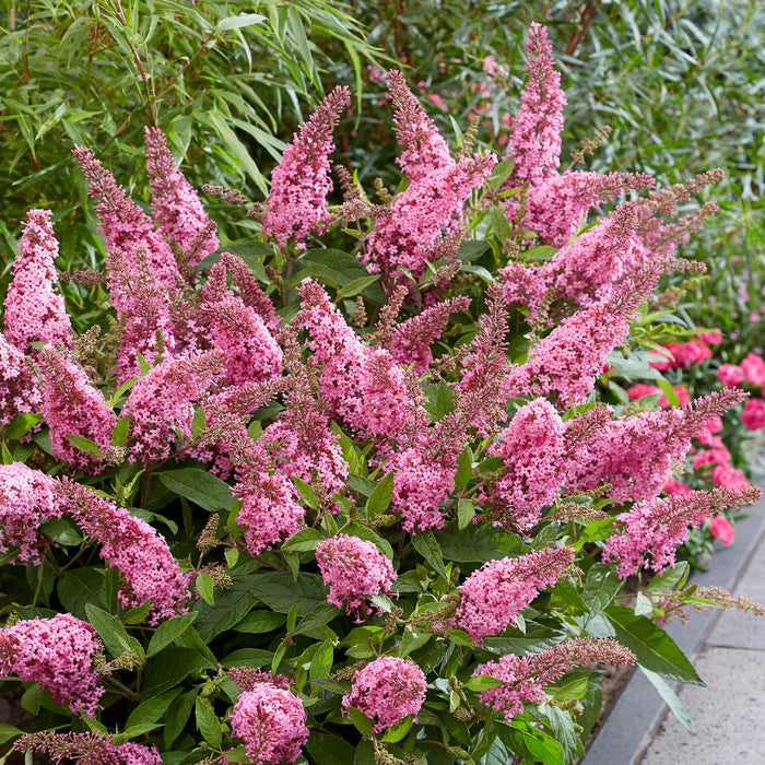 Buddleja 'Butterfly Candy Little Pink'