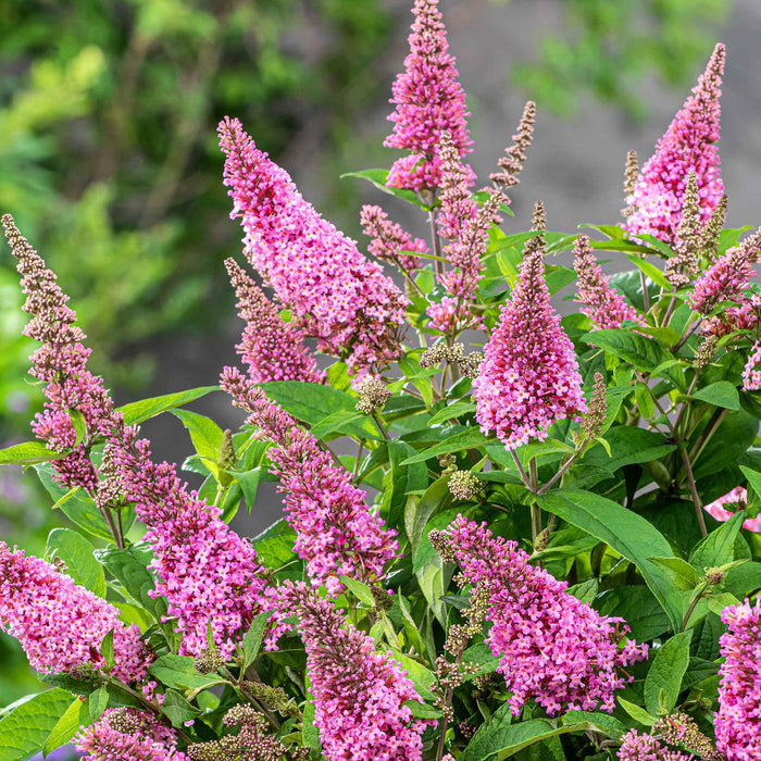 Buddleja 'Butterfly Candy Little Pink'