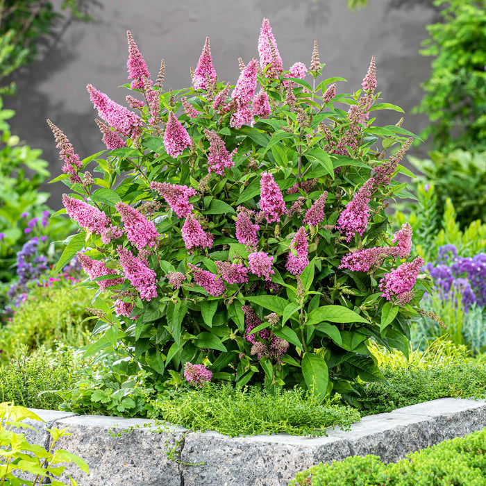 Buddleja 'Butterfly Candy Little Pink'