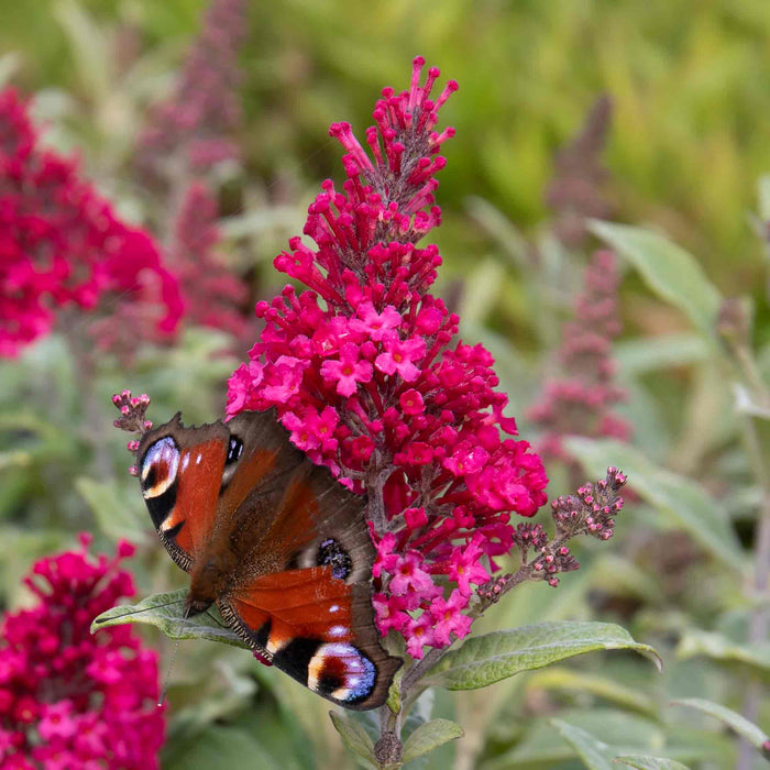Buddleja 'Butterfly Candy Little Ruby'