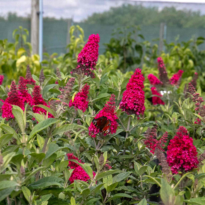 Buddleja 'Butterfly Candy Little Ruby'