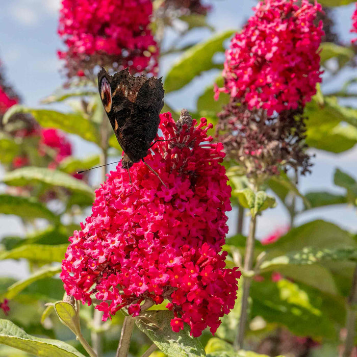 Buddleja 'Butterfly Candy Little Ruby'