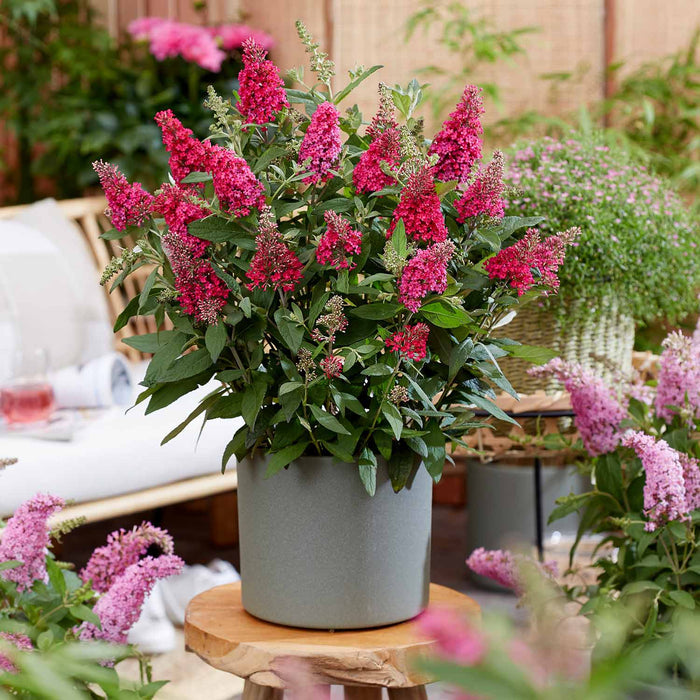 Buddleja 'Butterfly Candy Little Ruby'