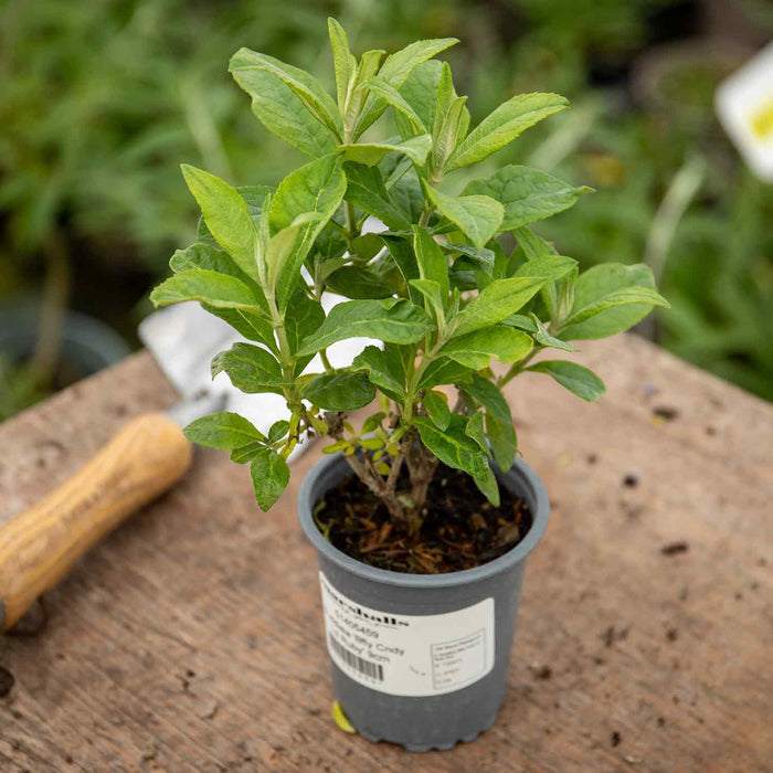 Buddleja 'Butterfly Candy Little Ruby'