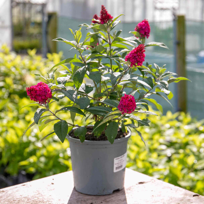 Buddleja 'Butterfly Candy Little Ruby'