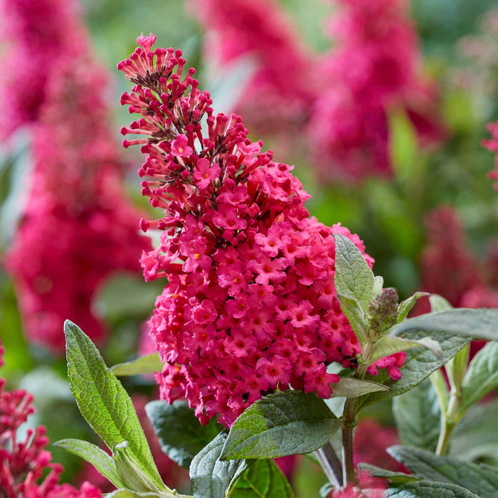 Buddleja 'Butterfly Candy Little Ruby'