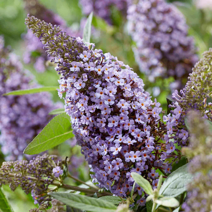 Buddleja 'Butterfly Candy Little Sweetheart'