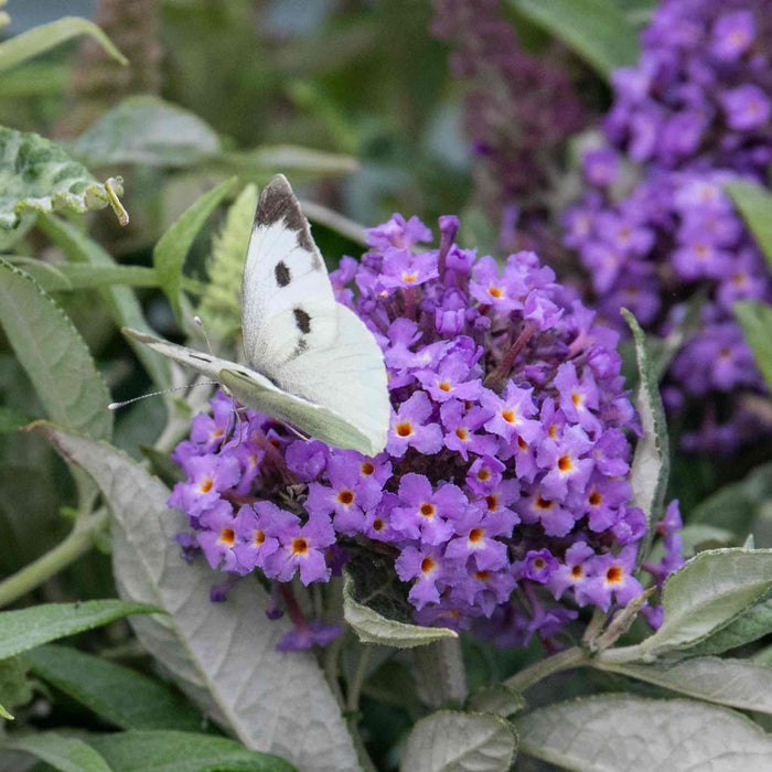 Buddleja 'Butterfly Candy Little Sweetheart'