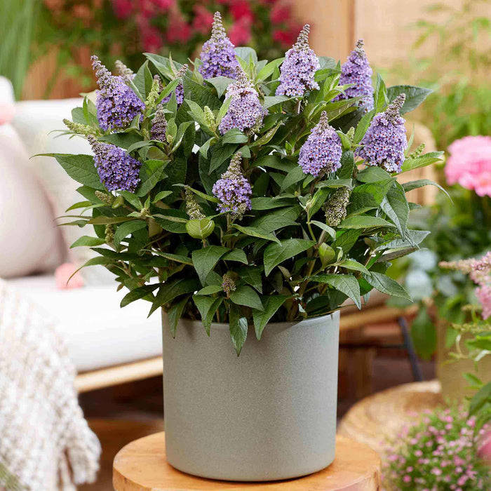 Buddleja 'Butterfly Candy Little Sweetheart'