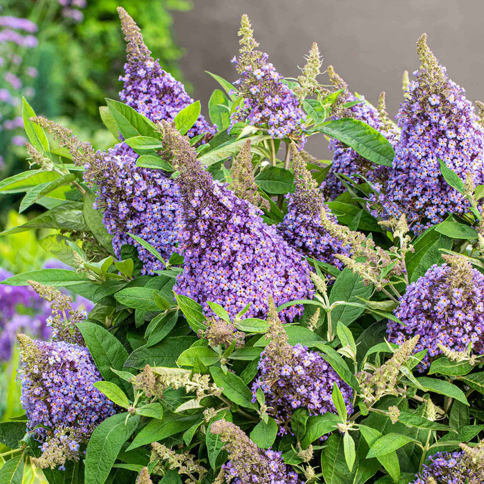 Buddleja 'Butterfly Candy Little Sweetheart'