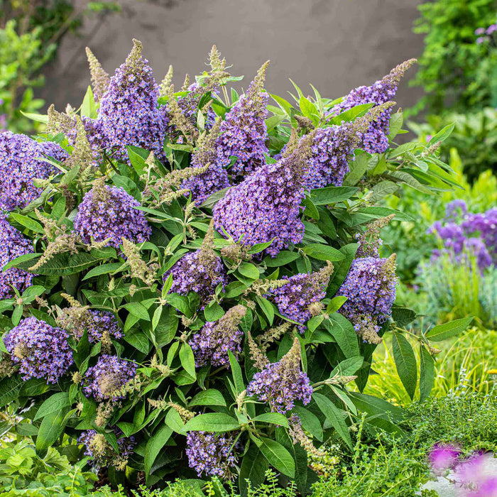 Buddleja 'Butterfly Candy Little Sweetheart'