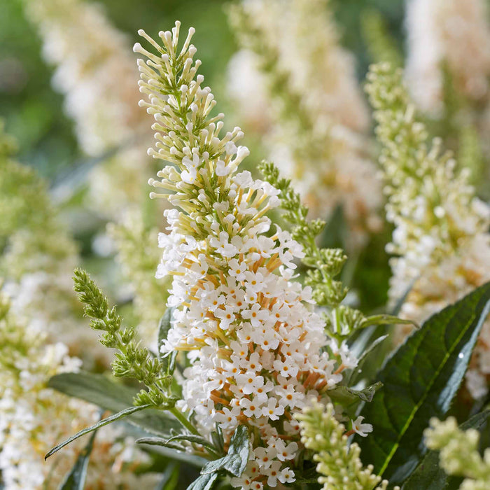 Buddleja 'Butterfly Candy Little White'