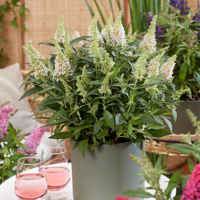 Buddleja 'Butterfly Candy Little White'