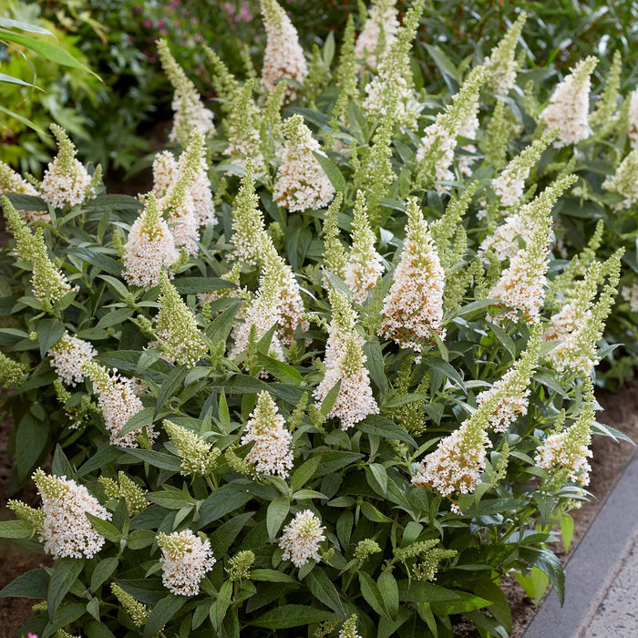 Buddleja 'Butterfly Candy Little White'