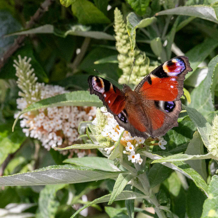 Buddleja 'Butterfly Candy Little White'